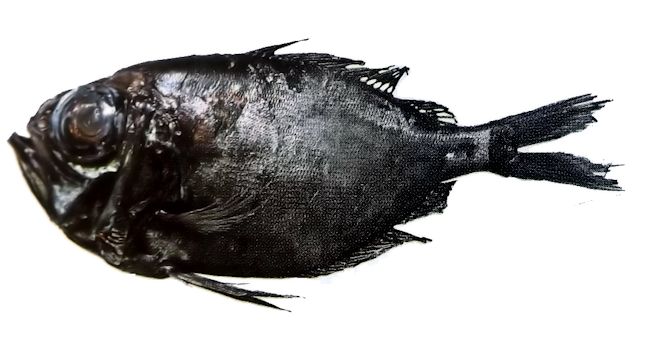 Diretmichthys parini_03